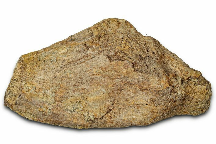 Dinosaur (Triceratops) Frill Shield Section - Montana #347957